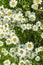 Chamomile flowers daisies, wildflowers, chamomile flowers. close up