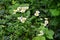 Chamomile flowers - delicate flowers with a pleasant aroma