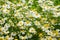 Chamomile flowers field. Background with beautiful blooming medical chamomiles. Alternative medicine, natural health care concept.