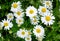 Chamomile flowers field. Beautiful blooming medical roman chamomiles. Herbal medicine, aromatherapy concept.