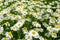 Chamomile flowers field. Beautiful blooming medical roman chamomiles. Herbal medicine, aromatherapy concept. Selective focus