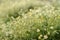 Chamomile flowers on a field with the dew drop on a sunny day. shallow depth of field