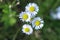 Chamomile flowers in the field - medicinal plant Matricaria recutita