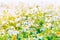 Chamomile flowers field panoramic background in sun light. Beautiful nature scene with blooming medical chamomilles