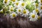 Chamomile flowers in front of wood, medicinal plant