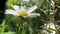 Chamomile flowers in green grass close-up