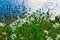 Chamomile flowers in the green grass on the river Bank, lakes illuminated by the sun. Summer landscape