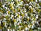 Chamomile flowers with green parts