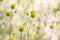 Chamomile flowers landscape, green blossom background