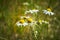 Chamomile flowers matricaria chamomilla in front of a grain field