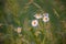 Chamomile flowers on a meadow