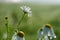 Chamomile flowers on meadow with tiny morning dew water drops on petals