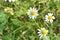 Chamomile flowers of medical chamomilles for alternative medicine