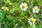 Chamomile flowers of medical chamomilles for alternative medicine