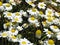 Chamomile flowers in mountain meadows
