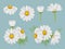 Chamomile flowers. Realistic botanical illustrations natural medical herbal flowers buds of camomile with leaves decent