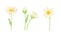Chamomile flowers set. Beautiful blooming daisy with leaves cartoon vector illustration