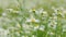 Chamomile flowers with soft focus swaying in wind. Chamomile white spring flowers. Matricaria Chamomilla L.