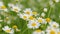 Chamomile flowers with soft focus swaying in wind. Chamomile white spring flowers. Matricaria Chamomilla L.