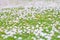 Chamomile flowers spring field background. Meadow background