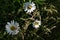 Chamomile Flowers sunny contrast close-up