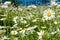 Chamomile flowers in a sunny Meadow (peace, health, magic - concept)