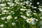 Chamomile flowers in a sunny Meadow (peace, health, magic - concept)