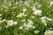 Chamomile flowers in a sunny Meadow (peace, health, magic, desire - concept)