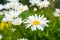 Chamomile flowers on a sunny summer day. Blooming daisies