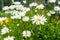 Chamomile flowers on a sunny summer day. Blooming daisies