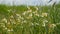 Chamomile flowers swaying in wind