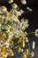 Chamomile flowers taken in close-up on a dark background