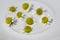 Chamomile flowers on white plate, yellow center and white petals, aromatherapy herbs