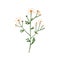 Chamomile flowers. Wild field camomile. Botanical drawing of blooming floral plant. Pretty delicate wildflower with stem