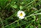 Chamomile in the forest and insect