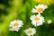 Chamomile fresh flowers