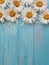 Chamomile freshness rustic on blue wooden background pattern greeting