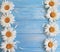 Chamomile freshness rustic vintage on blue wooden background pattern greeting