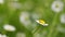 Chamomile garden field little yellowish-white flowers. Medical plants. Matricaria Chamomilla L.