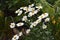 Chamomile garden white flowers
