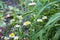 Chamomile garden. white flowers of chamomile daisy. chamomile flower beautiful and delicate. Beautiful fresh chamomile flower.