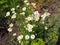 Chamomile garden white flowers of German chamomile