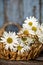 Chamomile garden in wicker basket on blue background Beaune