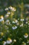Chamomile in the garden, wildflowers