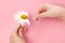 chamomile in the girl`s hand on pink background