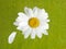 Chamomile on a green background with one petal plucked off. Loves or notloves me. Fortune-telling