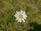 Chamomile on green landscape - transalpina