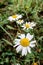 Chamomile growing in field.