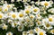 Chamomile growing on a flower bed