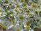 Chamomile harvesting medicinal. Summer. June 2018